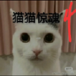 猫猫惊魂4九游版